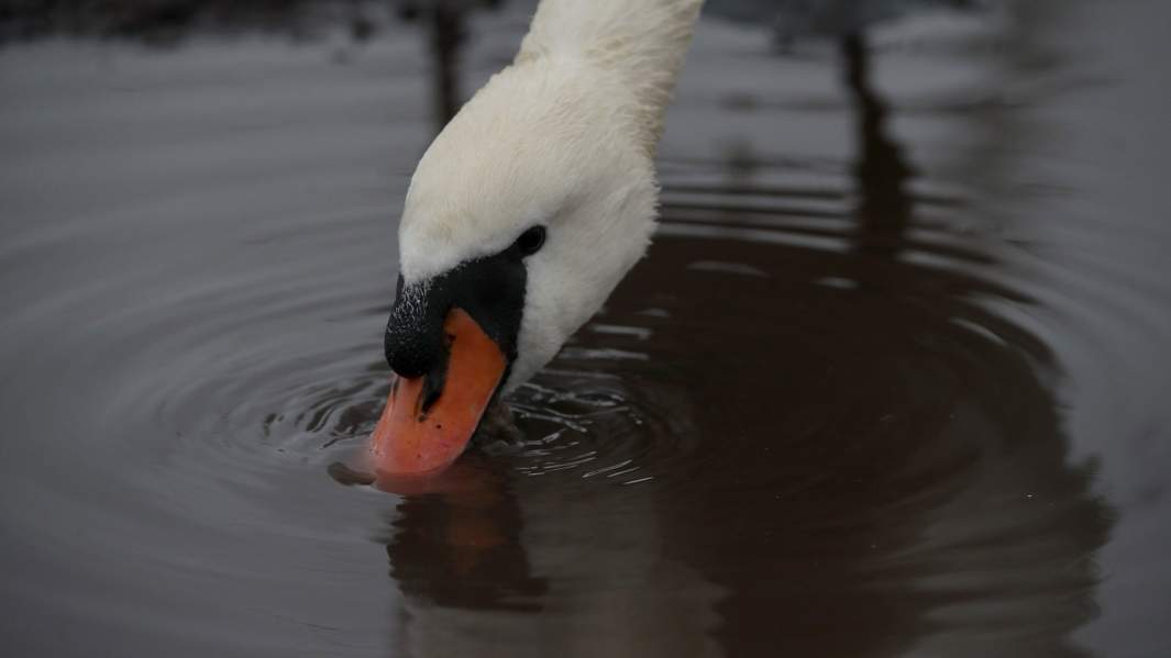 лебедь пьет воду