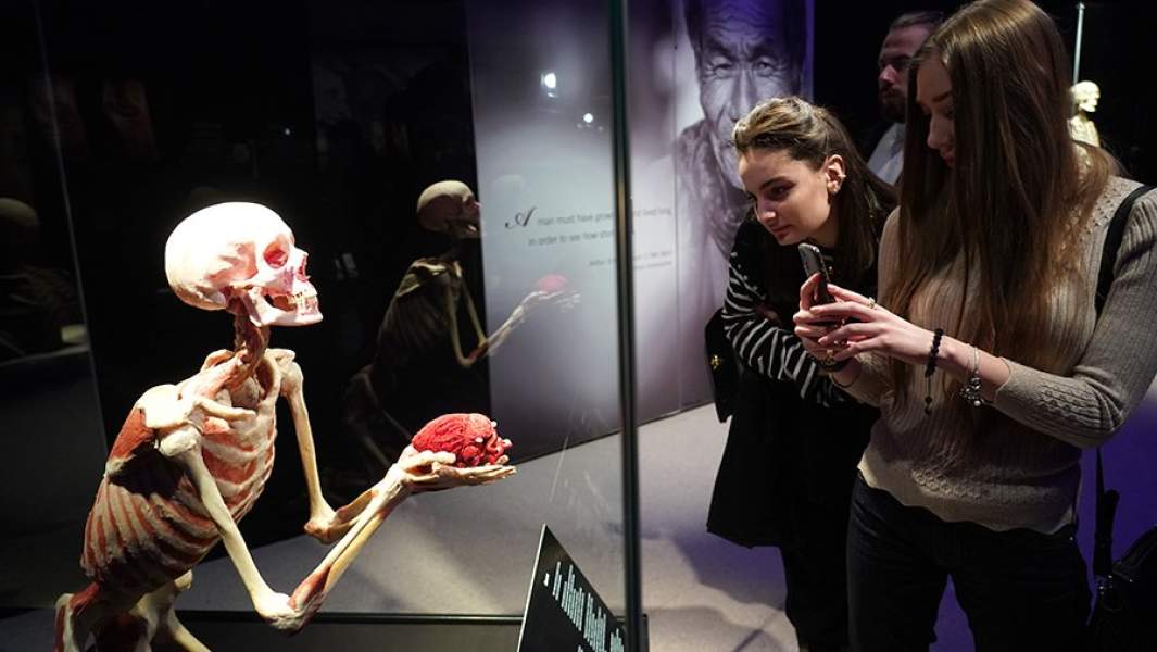 Пресс-показ выставки «Body Worlds» на ВДНХ