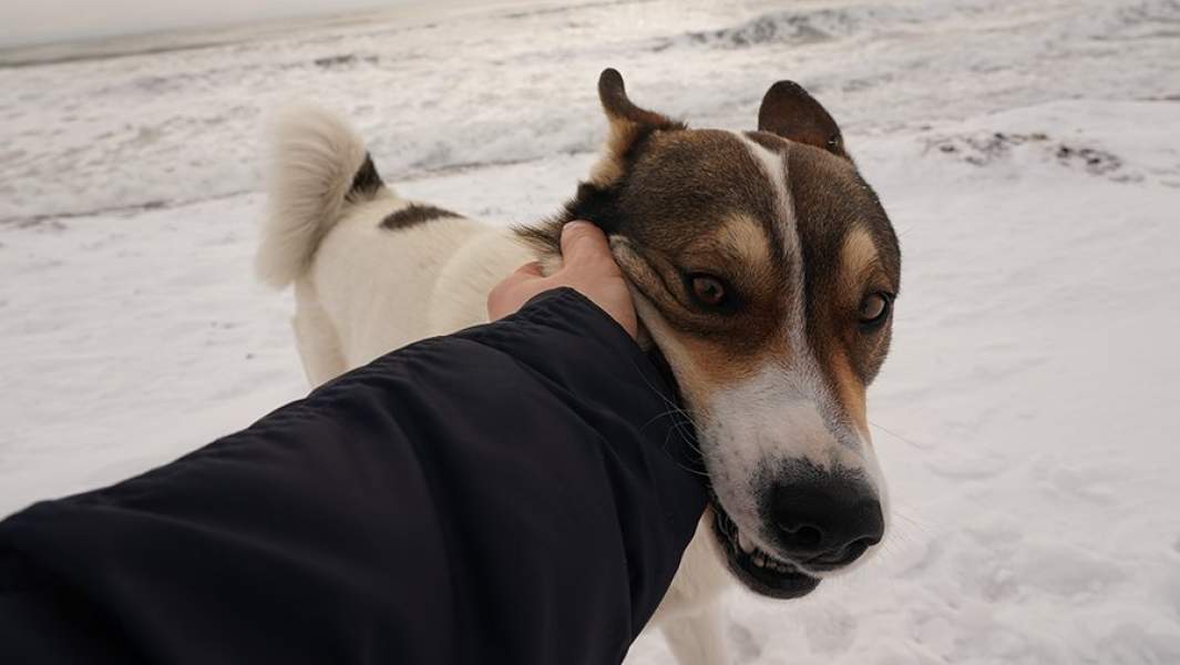 хозяин и собака 