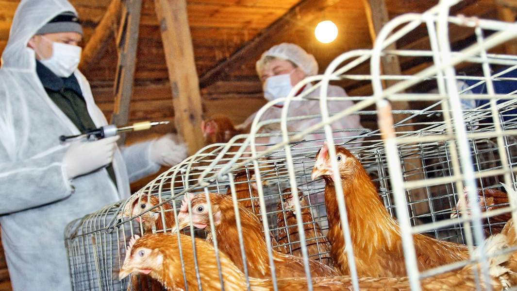 птичий грипп вакцина