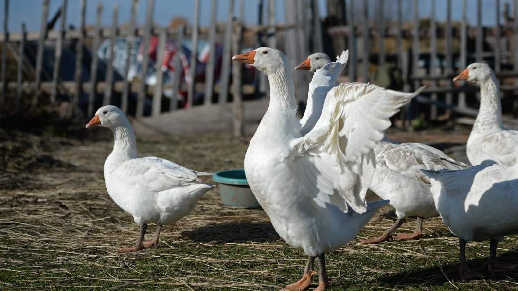 гуси на частном подворье