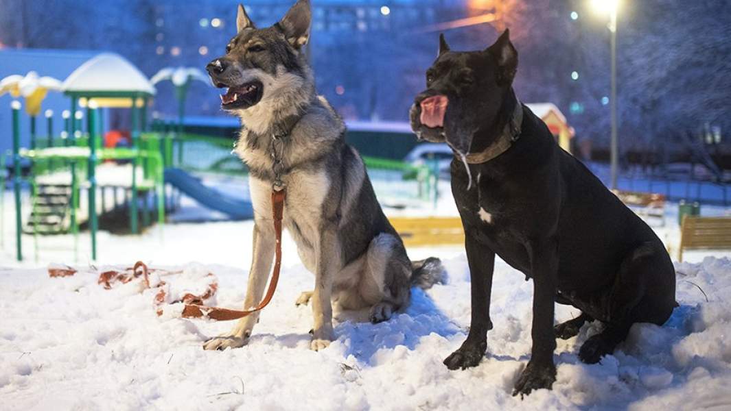 Домашние собаки на прогулке в одном из московских дворов