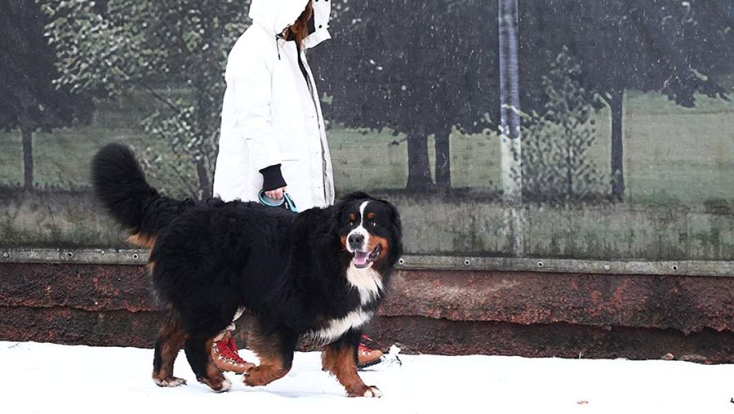 Девушка выгуливает свою собаку на улице