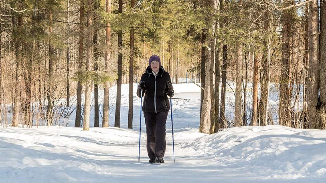 сосновый лес 