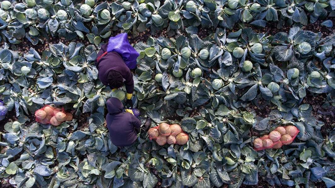 Уборка капусты 