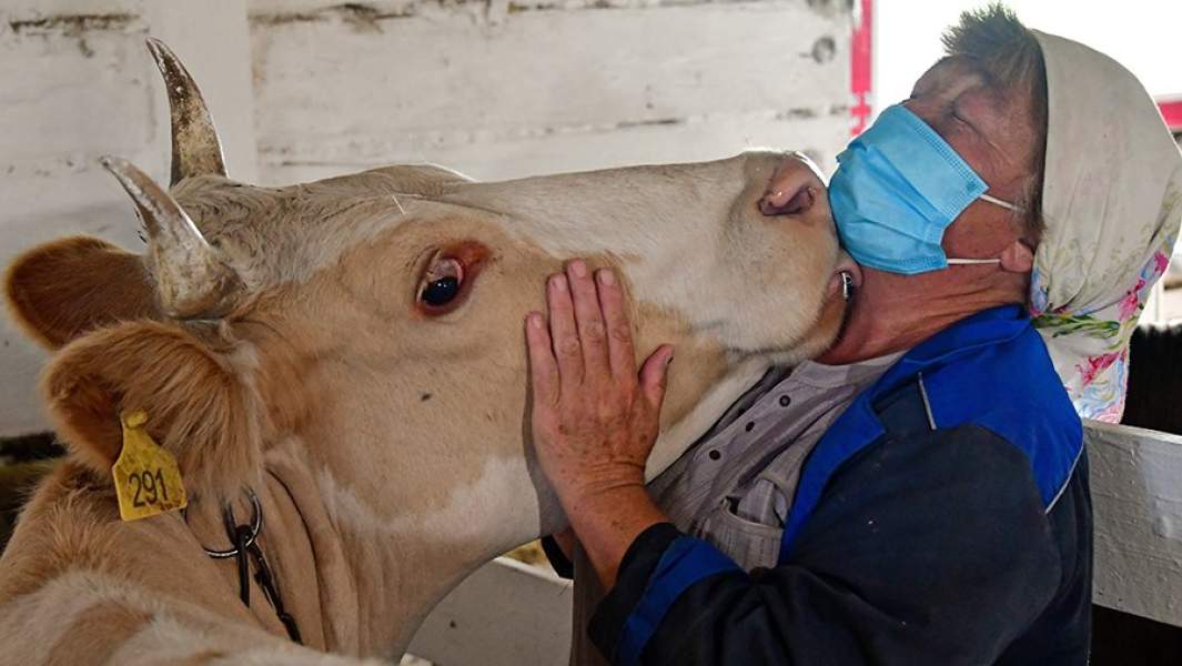 Оператор машинного доения с коровой в загоне крестьянского фермерского хозяйства