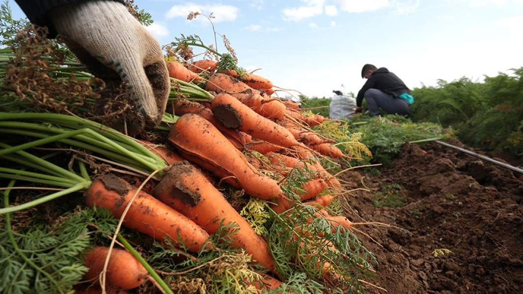 Уборка моркови в частном крестьянско-фермерском хозяйстве