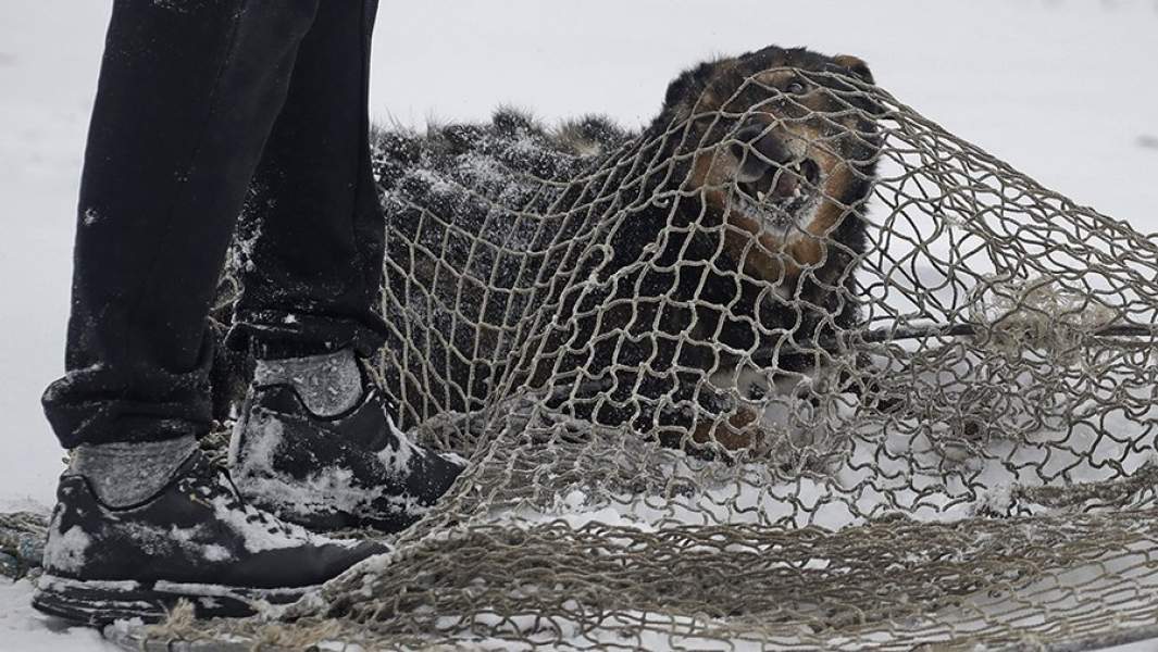 Бродачая собака, пойманная сотрудниками Новосибирского центра по проблемам домашних животных по заявке местных жителей.
