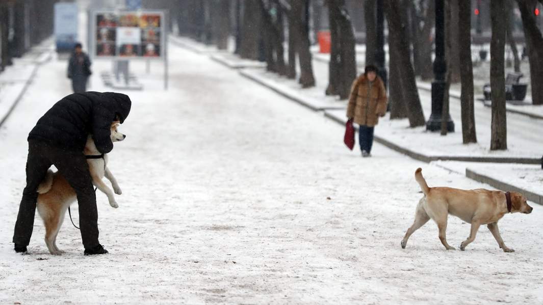 Мужчина гуляет с собаками на одном из бульваров