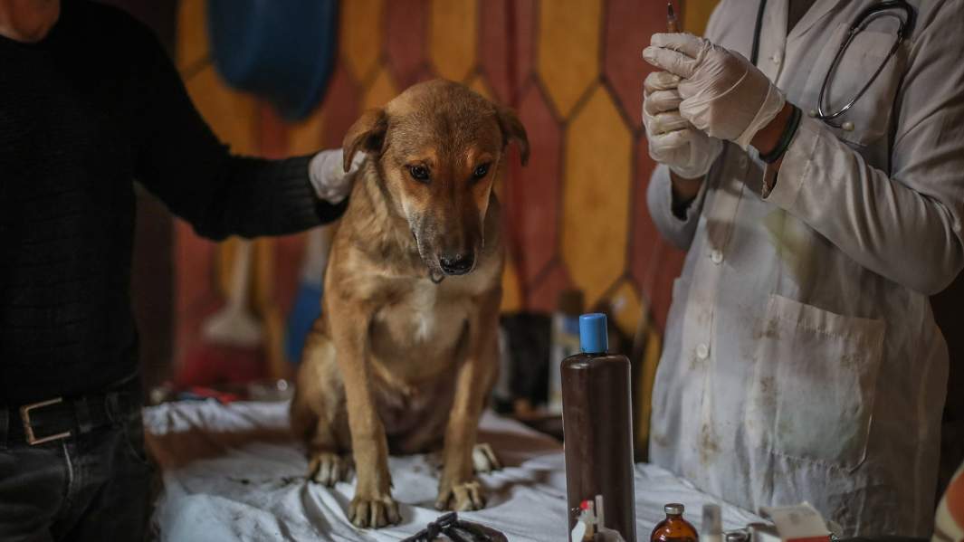 ветклиника