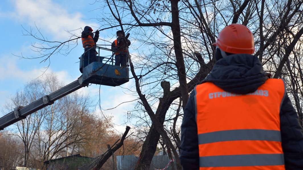 Співробітники комунальних служб обрізають дерева