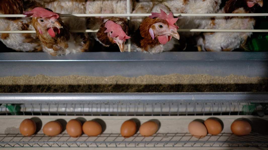 Курам наспех: цены производителей на мясо птицы пошли вниз