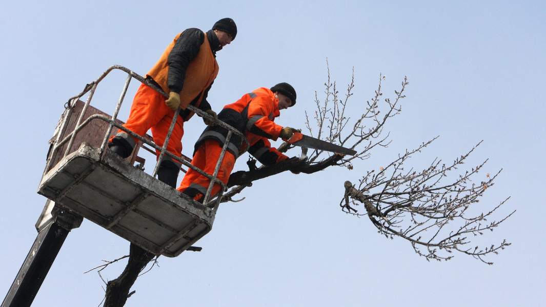 Обрезка ветвей деревьев