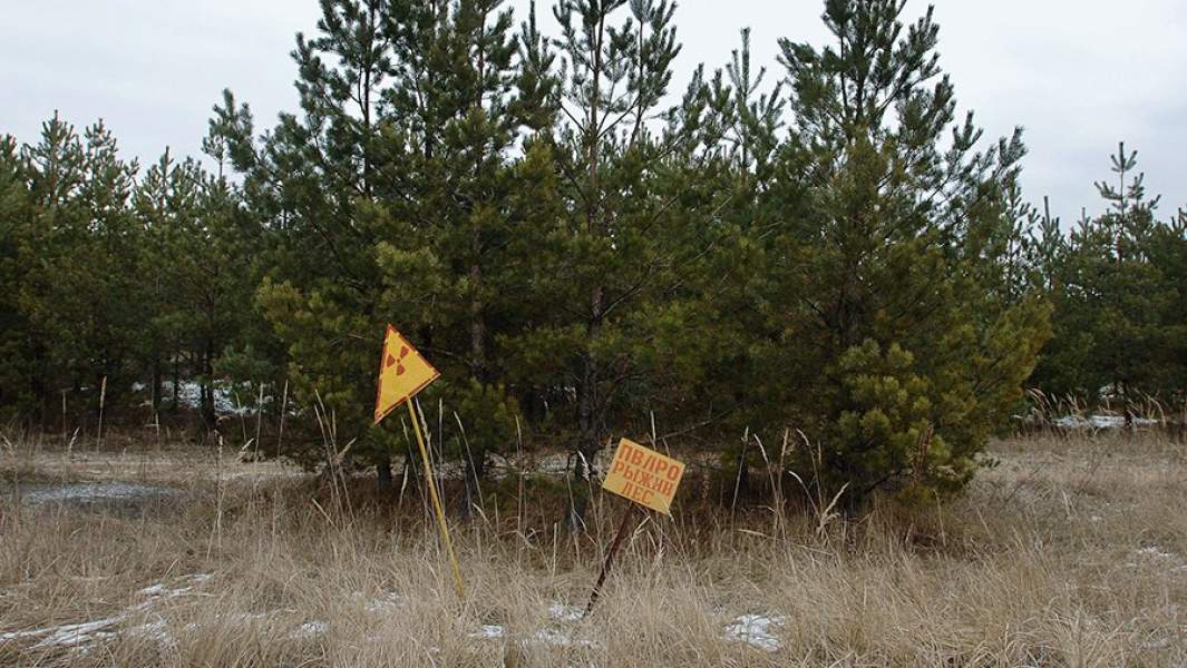 Зараженный радиацией «Рыжий лес» в зоне отчуждения Чернобыльской АЭС. 2006 год