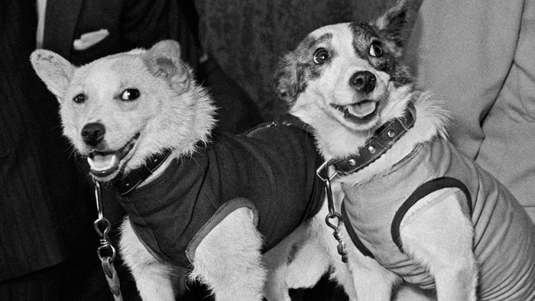 Собаки-космонавты Белка и Стрелка