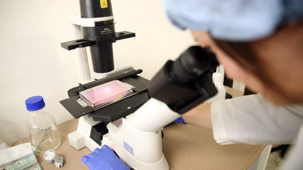 Пей со дна: инфекция у рыб поможет создать лекарство от рака крови