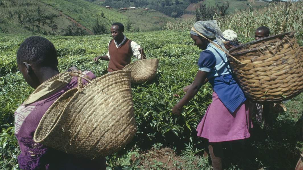 кения сбор чай