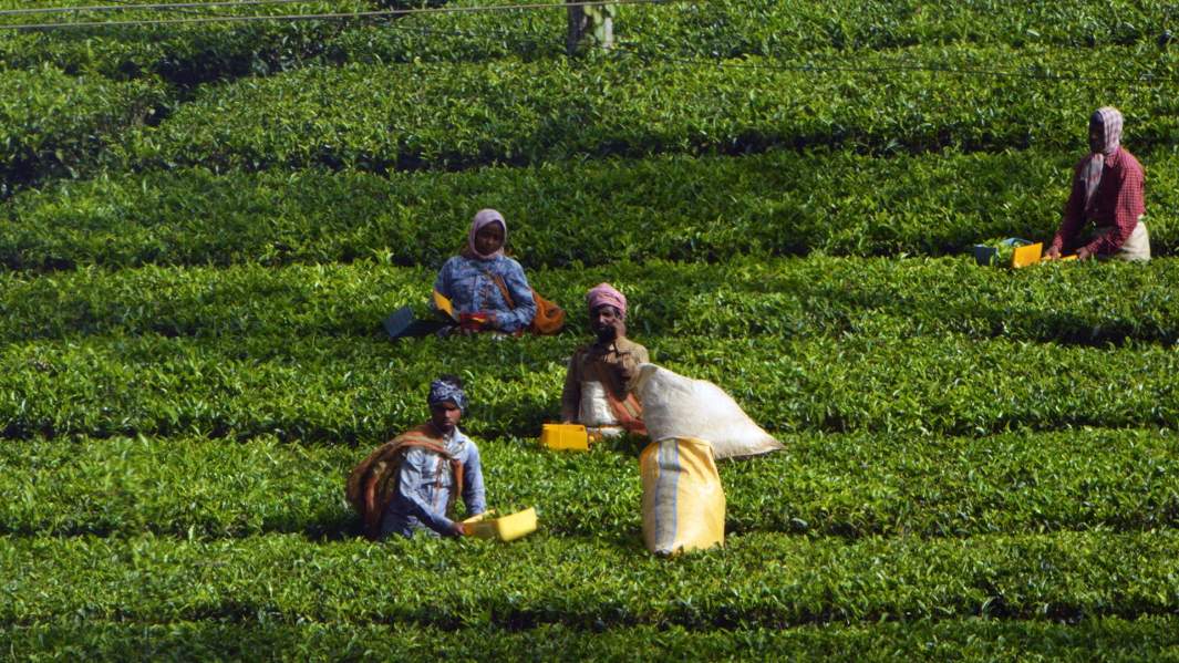 сбор чая индия