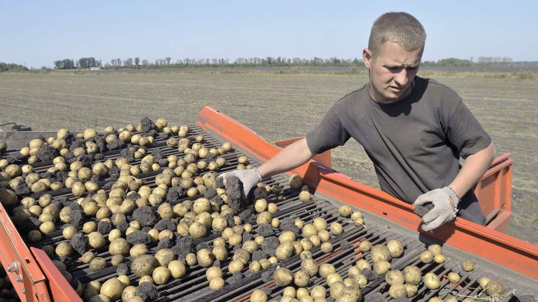 Уборка картофеля при колонии-поселении