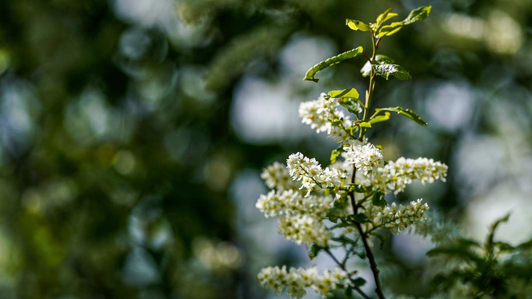 Не ждите несколько сезонов: советы тем, кто обнаружил у себя аллергию на пыльцу