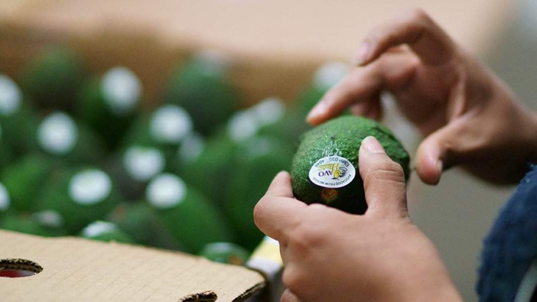 авокадо в руках у покупателя