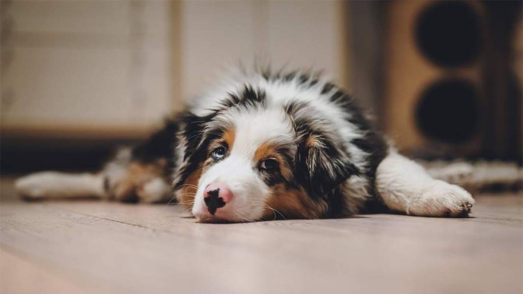 австралийской овчарке