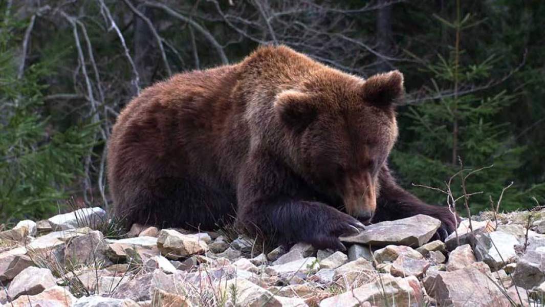 Кадр из фильма «Байкал. Удивительные приключения Юмы»