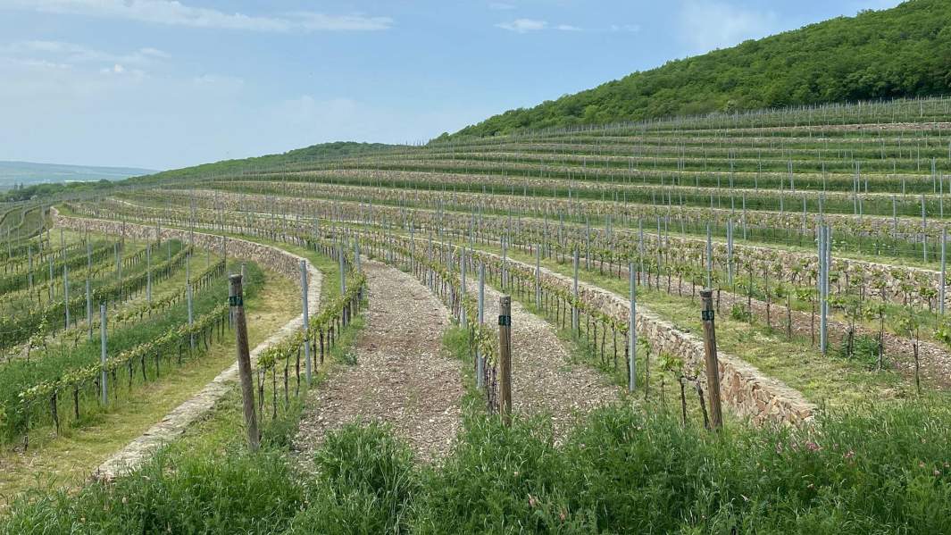 По следу лозы: на юге России набирает популярность винный туризм