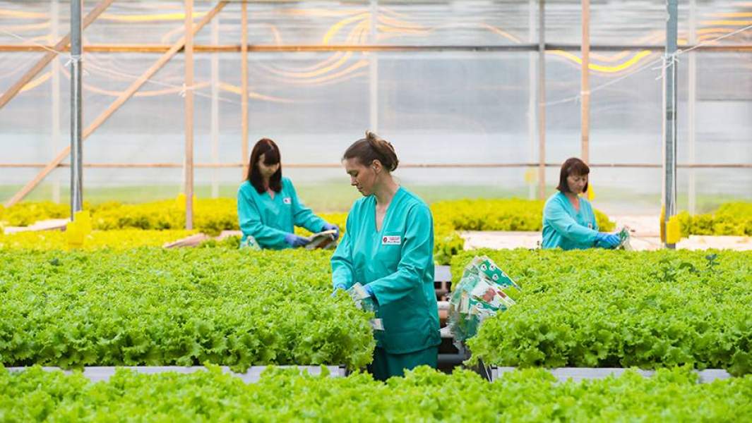 выращивание