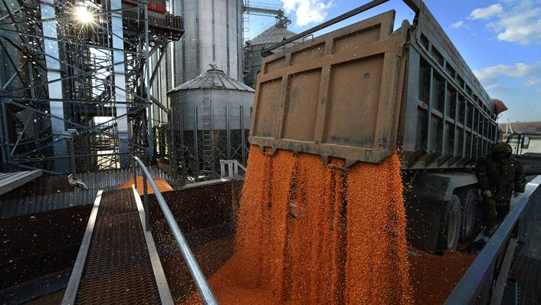 Прием убранной кукурузы на элеваторе