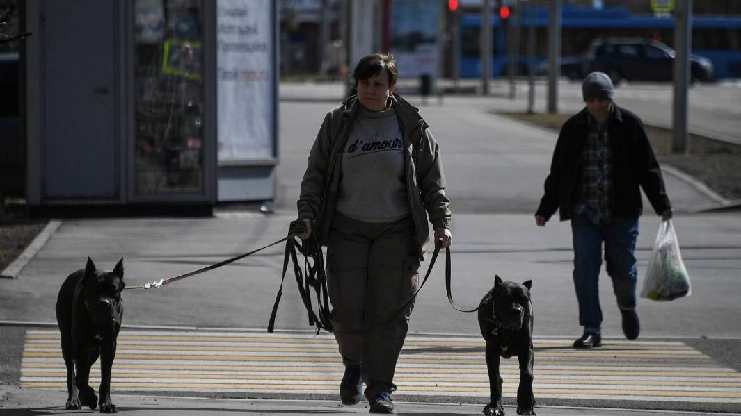 женщина выгуливает двух собак