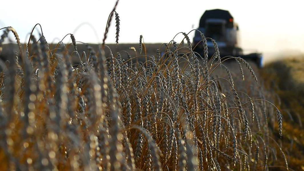 Пшеница на полях во время уборки урожая недалеко от деревни Интикуль в Новосёловском районе Красноярского края