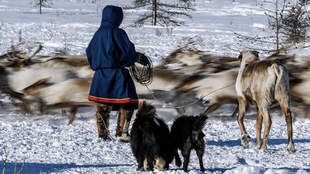 Оленевод пасет оленей на кочевом стойбище