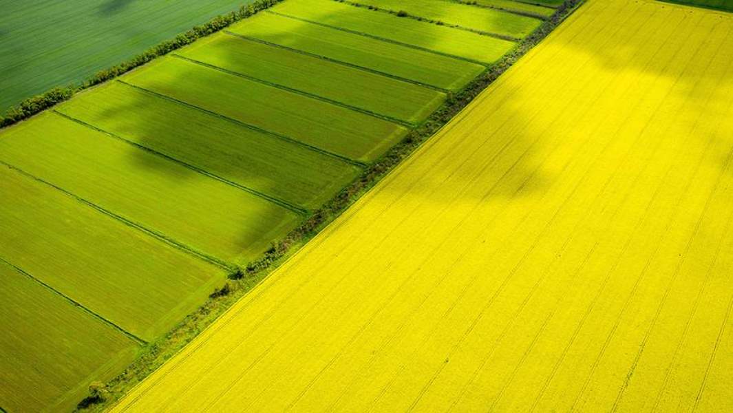 Рапсовые поля в Краснодарском крае
