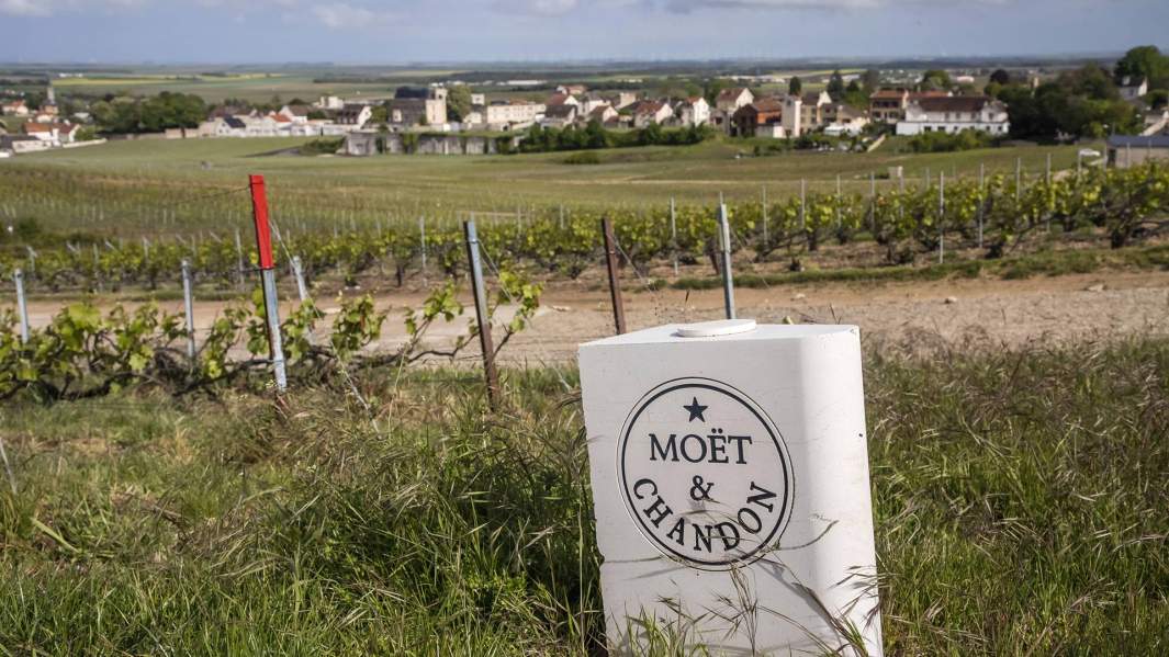 Виноградники марки Moet Et Chandon