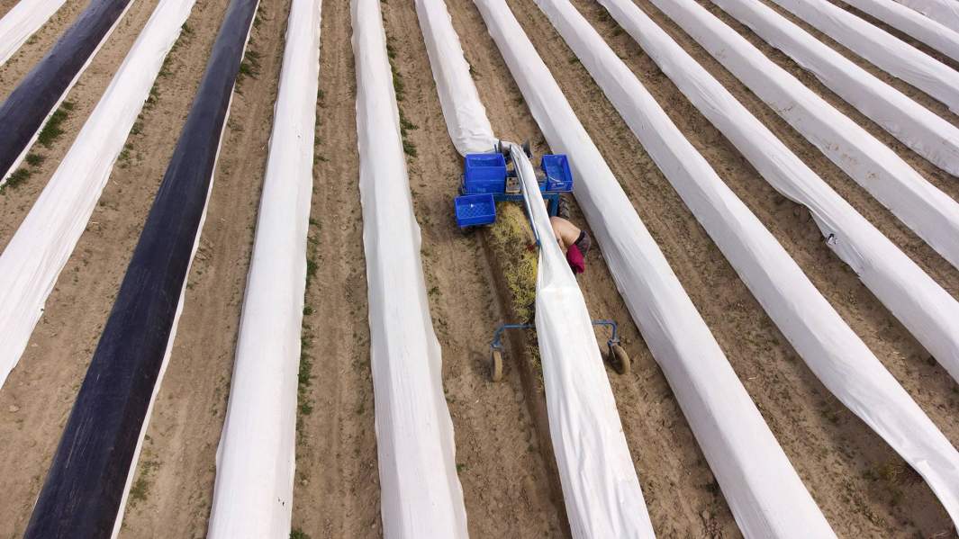 Мужчина за сбором спаржи в Германии