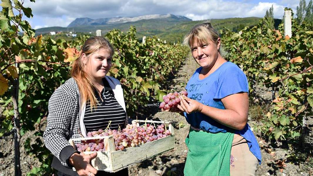 виноградник