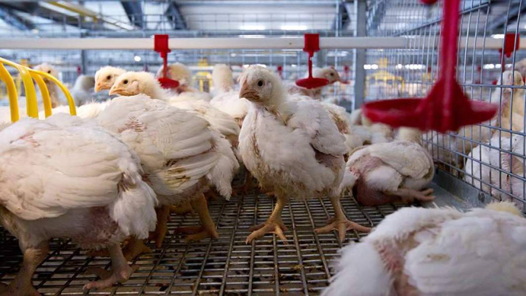 В цехе содержания птенцов на птицефабрике