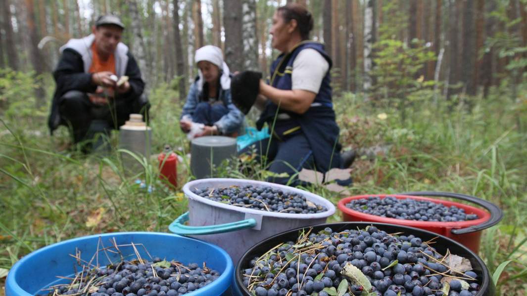 Грецкие орехи на латвийском прилавке: откуда и как выбрать лучшие?