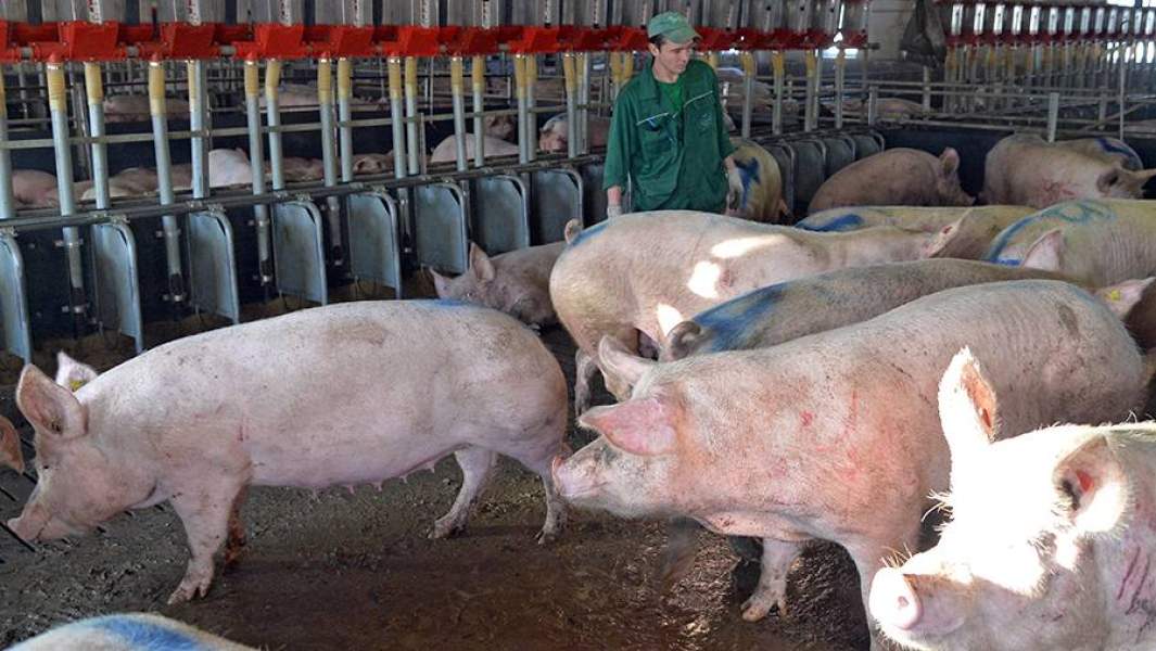 Сотрудник группы компаний свинокомплекса во время осмотра свиней