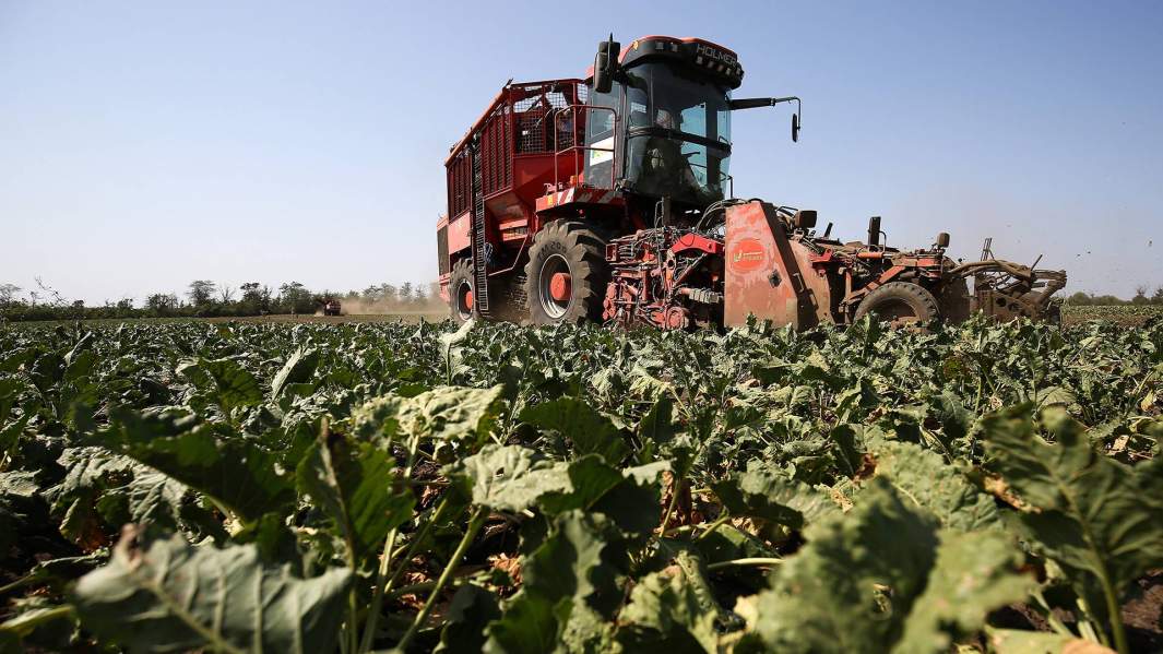 Уборка урожая сахарной свеклы