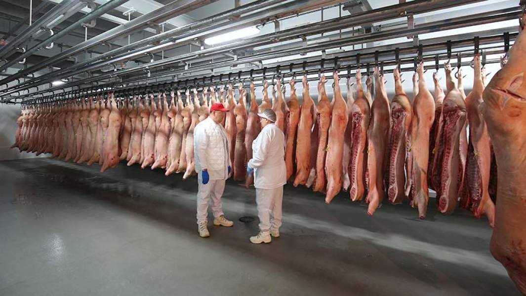Свиные туши на мясоперерабатывающем комбинате