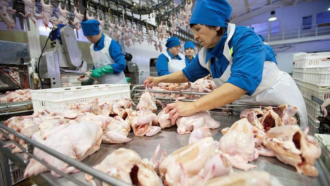 В цехе убоя и переработки птицы на птицефабрике