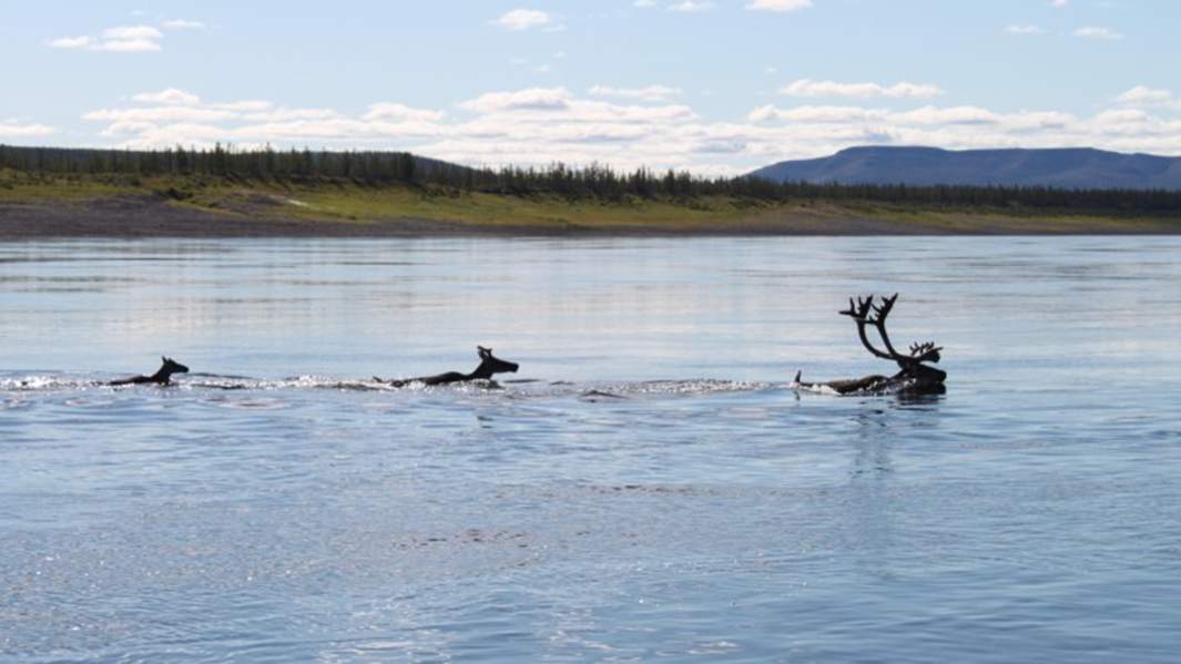Не вброд, а в глаз: почему на Таймыре массово погибли олени