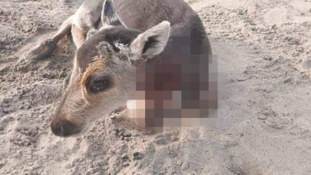 Не вброд, а в глаз: почему на Таймыре массово погибли олени