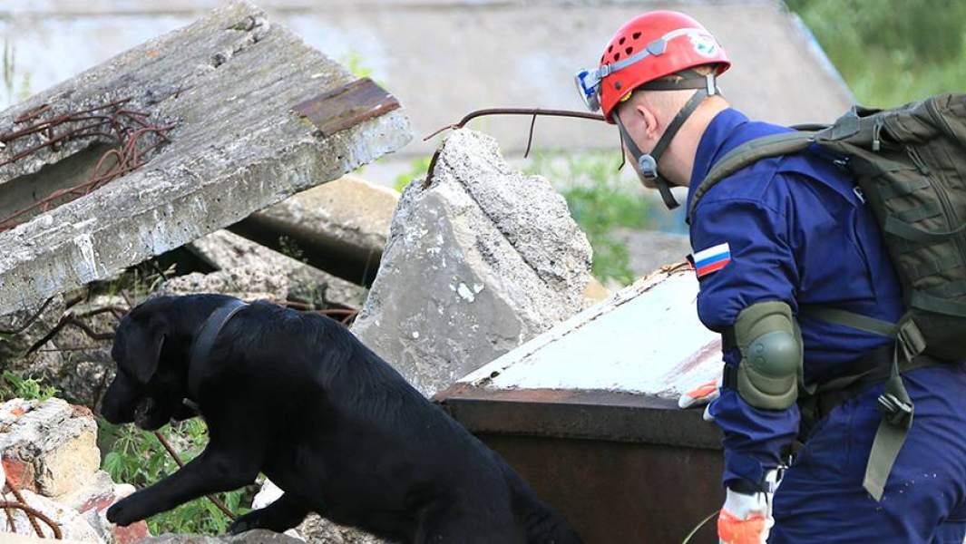 сотрудник мчс служебная собака