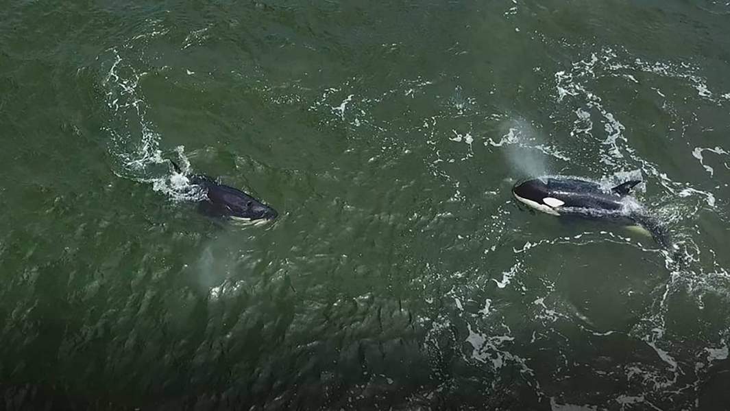 Косатки, выпущенные из китовой тюрьмы