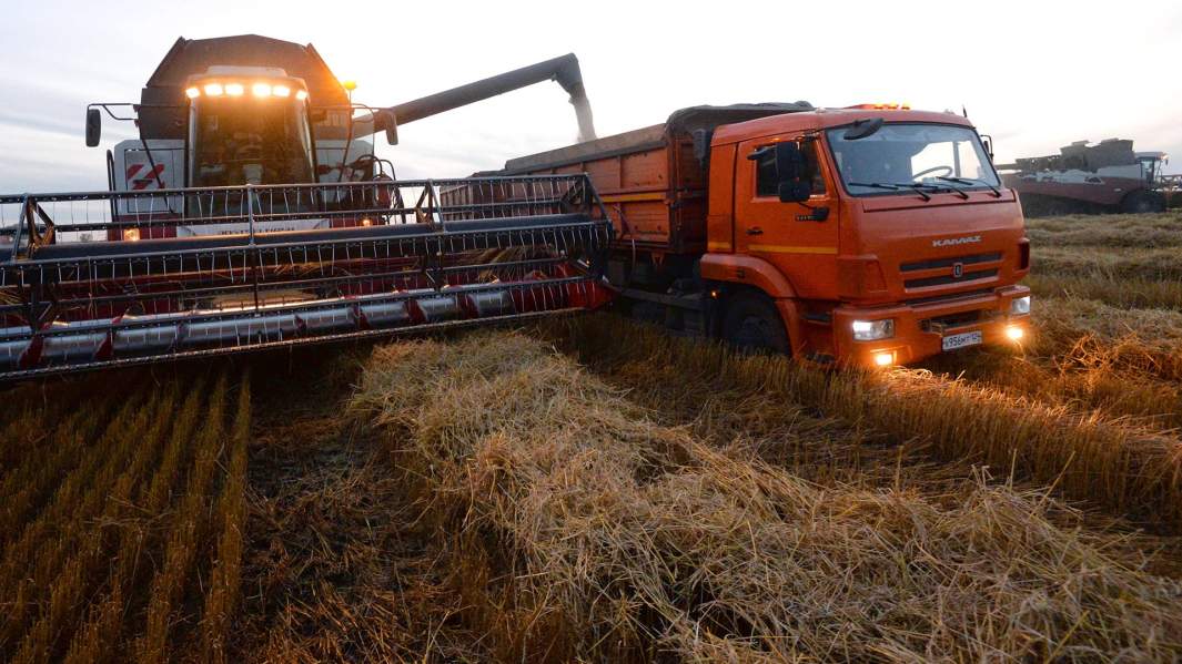 пшеница урожай