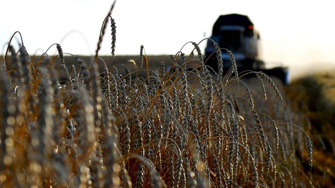 зерно урожай