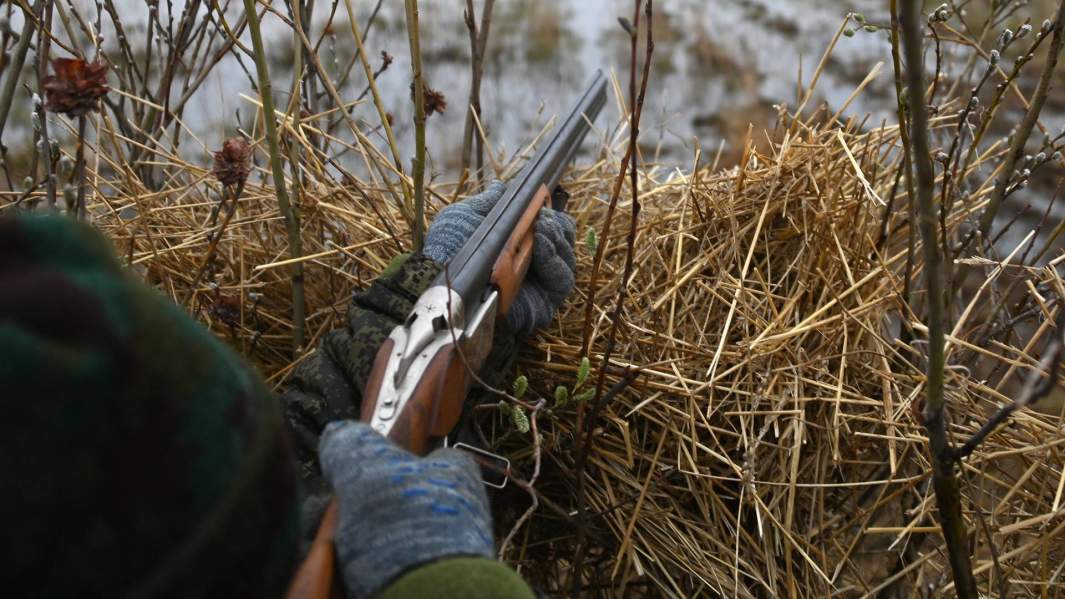Не вброд, а в глаз: почему на Таймыре массово погибли олени